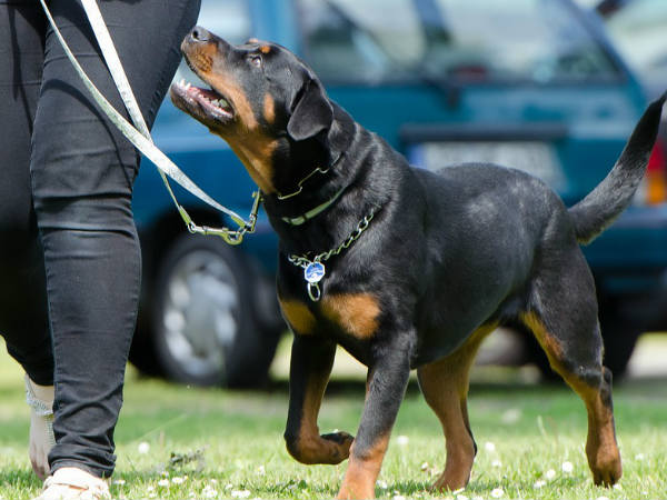 എട്ട് പട്ടികള്‍