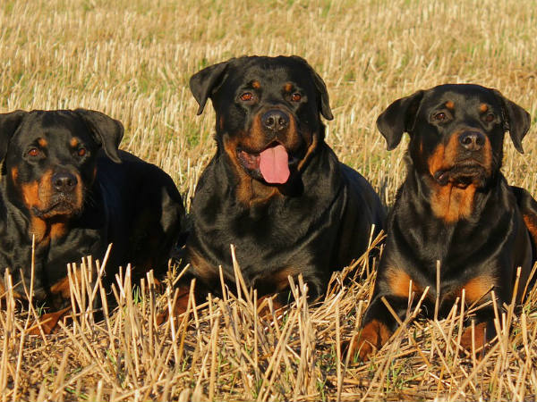 രണ്ട് പേരും