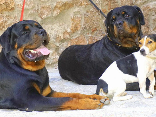 ചൈല്‍ഡ് പോര്‍ണോഗ്രാഫി