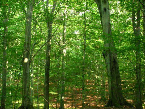 കാട് കരിയുന്നു