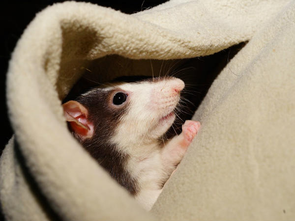 എലികൾകളുടെ ചിരി എങ്ങനെ മനസ്സിലാക്കാം