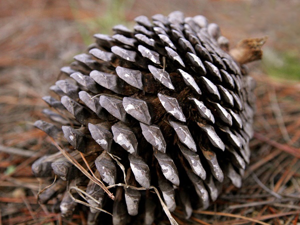 ദേവദാരുവും പീനിയല്‍ ഗ്രന്ഥിയും