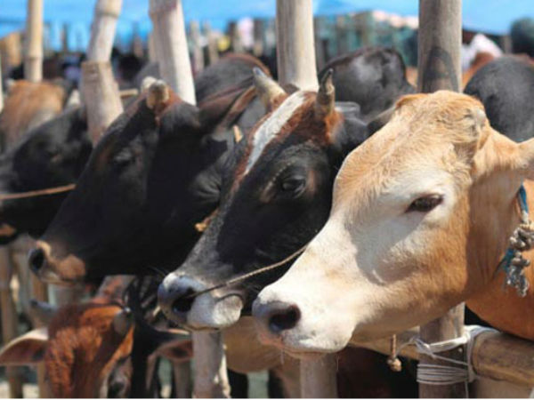 കണ്ട് പഠിക്കൂ..