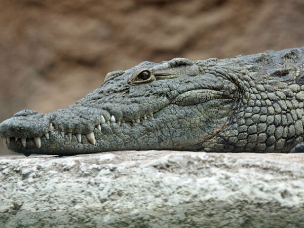 മുതലക്കുളം മുതലക്കുളം