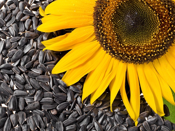 വിദേശ രാജ്യങ്ങളിലെ പതിവ് സംഭവം