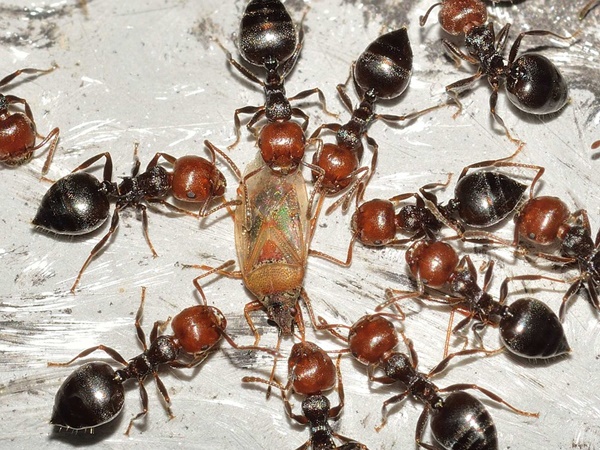 ആശുപത്രിയിലെത്തിച്ചെങ്കിലും രക്ഷിക്കാനായില്ല