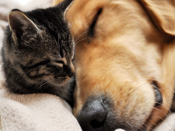  ഓഫീസര്‍