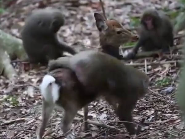 മാനും ഇത് ആസ്വദിച്ചോ