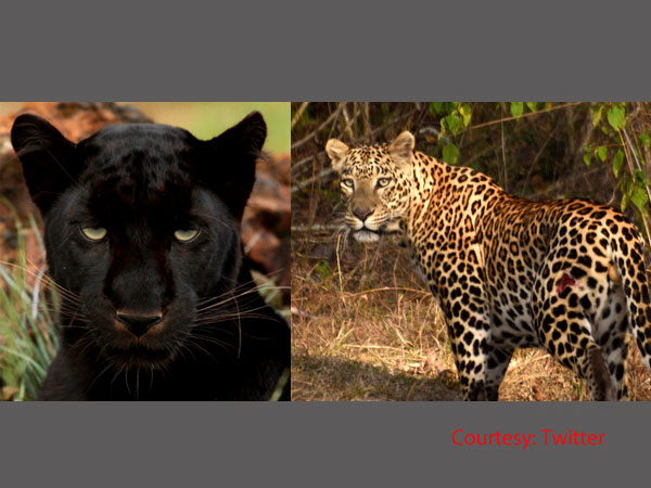 നിഴല്‍ കണ്ടുവത്രെ