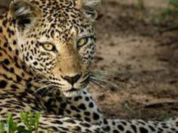 സമീപഗ്രാമവും ഭീതിയില്‍