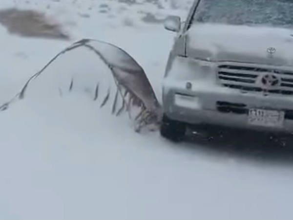 സൗദിയിലെ അതി ശൈത്യം