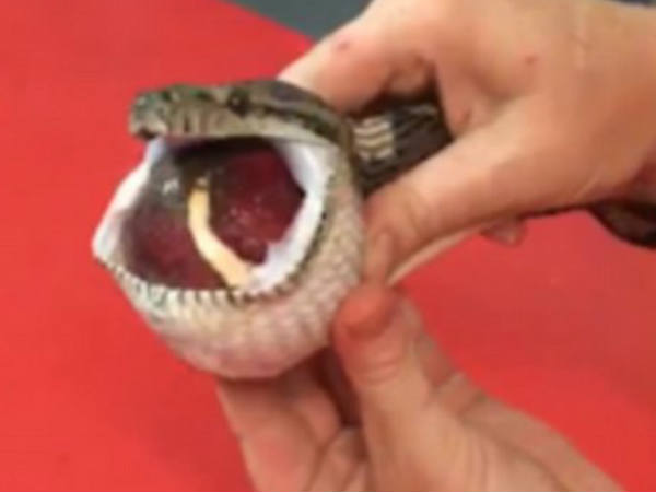 പാമ്പ് പിടുത്തക്കാരന്‍ വന്നപ്പോള്‍