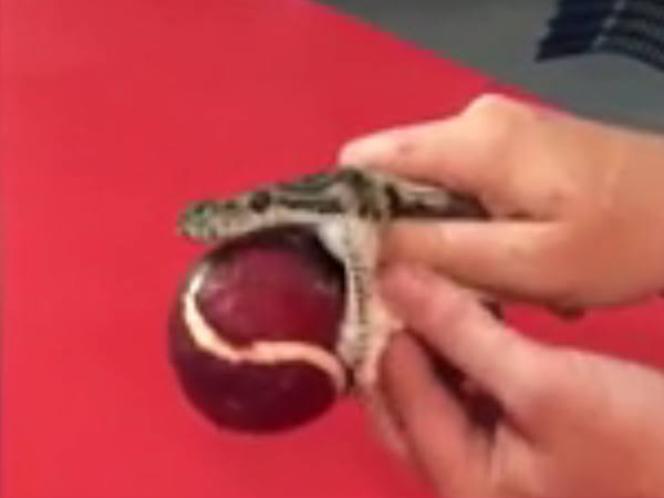 മസാജിലൂടെ പുറത്തെടുത്തു