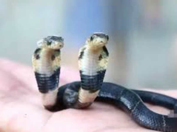 വനം വകുപ്പ് പറയുന്നത്