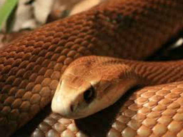 പരാതി നല്‍കിയത് മൃഗസ്‌നേഹി