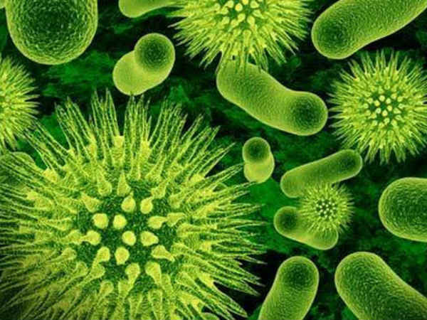 എന്ത് ബാക്ടീരിയ 