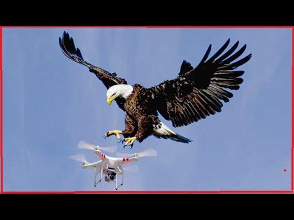 പരുന്തുകളുടെ ദൗത്യം