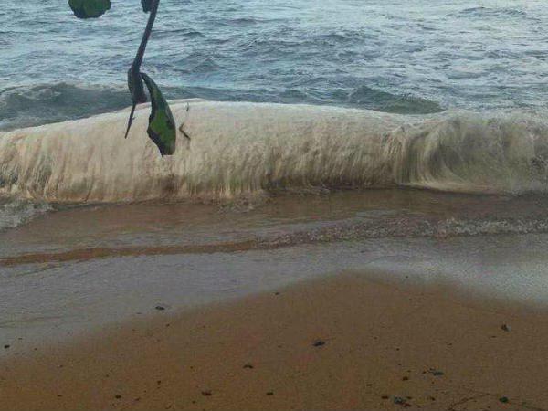 ആയിരങ്ങൾ കടൽത്തീരത്ത്