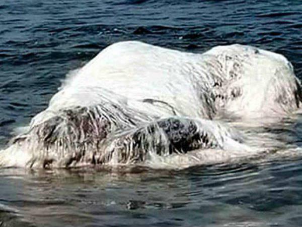 ചിത്രം വൈറൽ