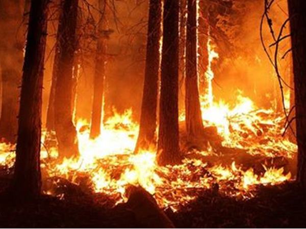 കത്തിയമര്‍ന്ന് ചെമ്പ്ര 