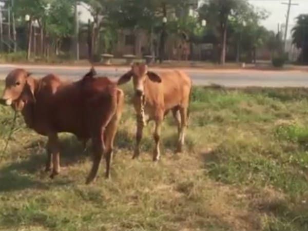 പറയുന്നത് വിചിത്രമായ ന്യായം