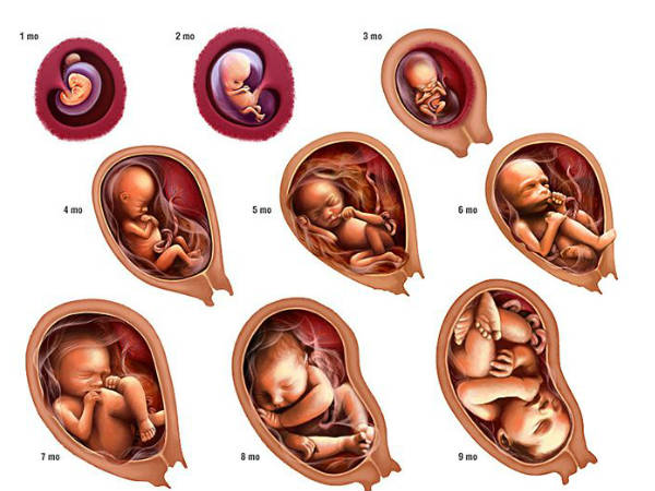 കൃത്രിമ മനുഷ്യ ഭ്രൂണങ്ങള്‍