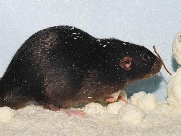 ചരിത്രത്തില്‍ ആദ്യമായി