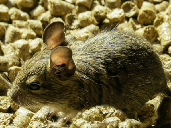 കൃത്രിമം എന്ന് പറഞ്ഞാല്‍... കൃത്രിമം തന്നെ!