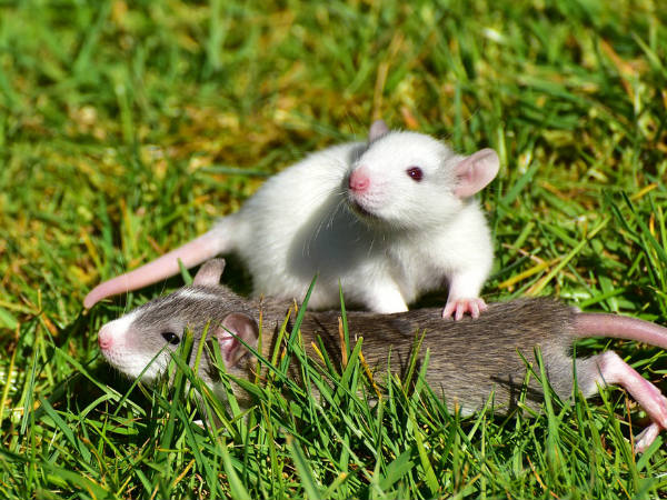 നോ സെക്‌സ്... നോ സ്‌പേം, നോ അണ്ഡം