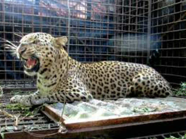 കാല്‍പ്പാട്