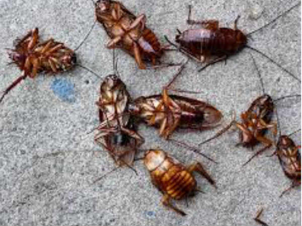 പാറ്റകള്‍