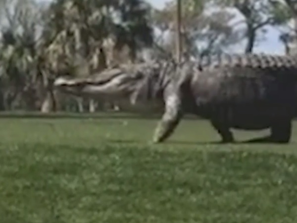 ചില്ലറക്കാരനല്ല... മുതലയാണ്