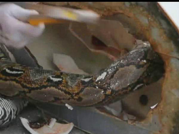 പാം ഓയില്‍ വിളവെടുപ്പിന്