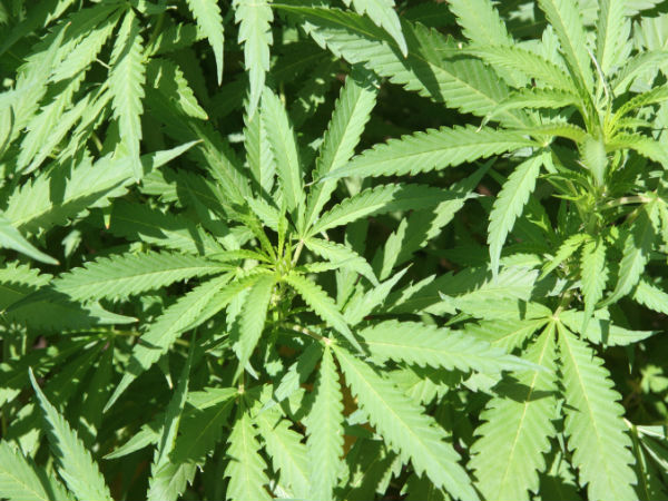 പ്രതിയും ചെടികളും കസ്റ്റഡിയില്‍...