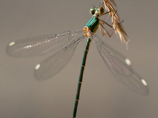 മരണാഭിനയം