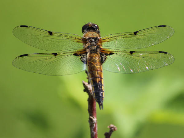 പേടിച്ചിട്ടാണ്.... ശരിക്കും