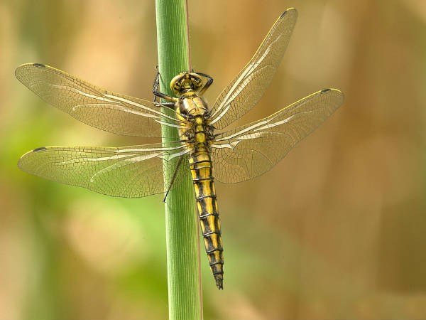 റാസിം ഖലീഫയുടെ പഠനം