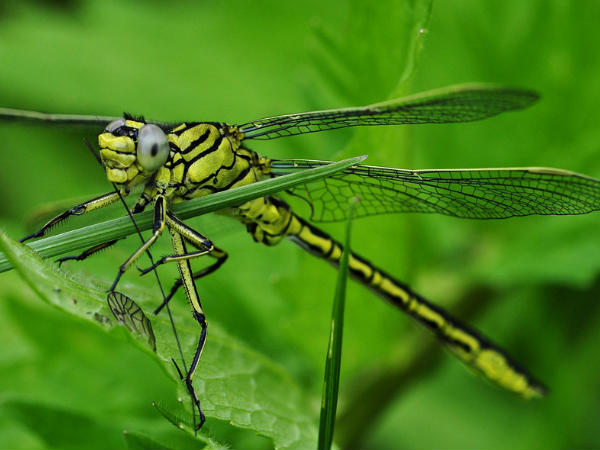 ആണുങ്ങള്‍ കൂടുതലാണ്