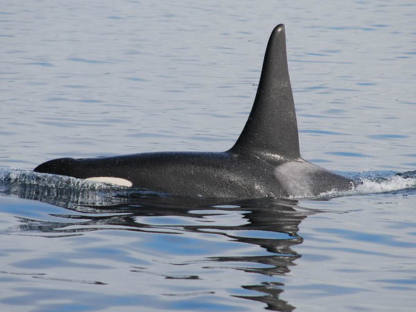 ഫോട്ടോ ഇടണം... തെളിവിന്