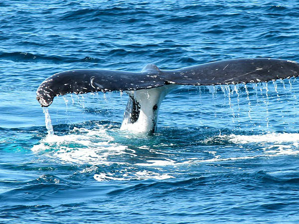 ആത്മഹത്യ