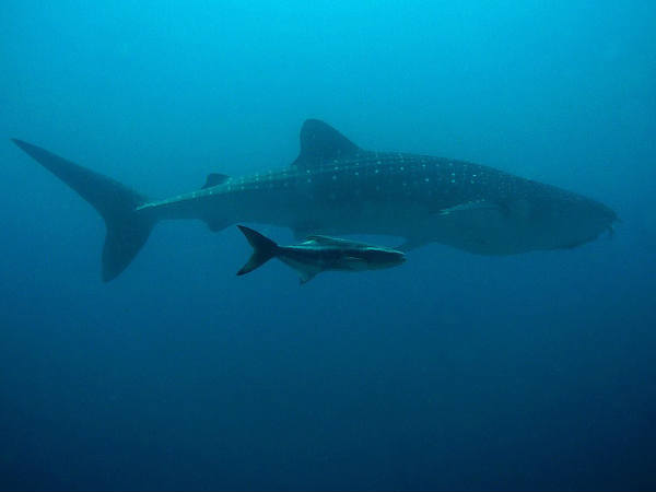 റഷ്യയില്‍ മാത്രം 130 കുട്ടികള്‍