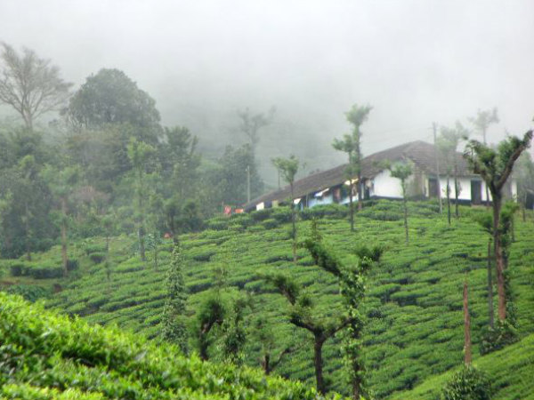 പുലരി പ്ലാന്റേഷന്‍സ് എന്ന കമ്പനി
