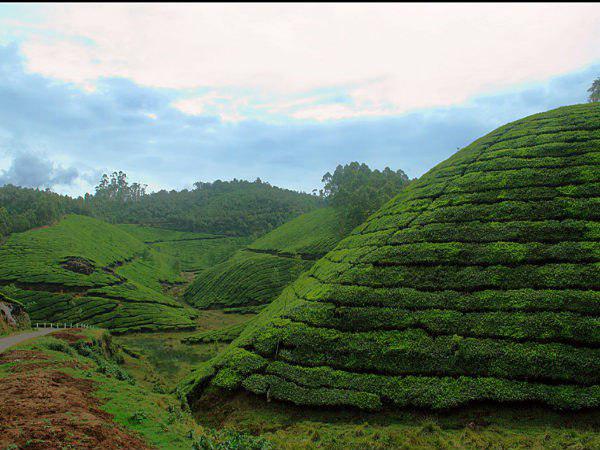 ചിന്നക്കനാലിൽ ഏക്കർ കണക്കിന് ഭൂമി