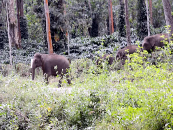 വന്യമൃഗങ്ങള്‍ പാലായനം ചെയ്യുന്നു...