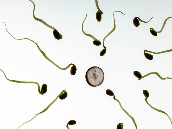 ബീജത്തിന്റെ ഓട്ടത്തിന്