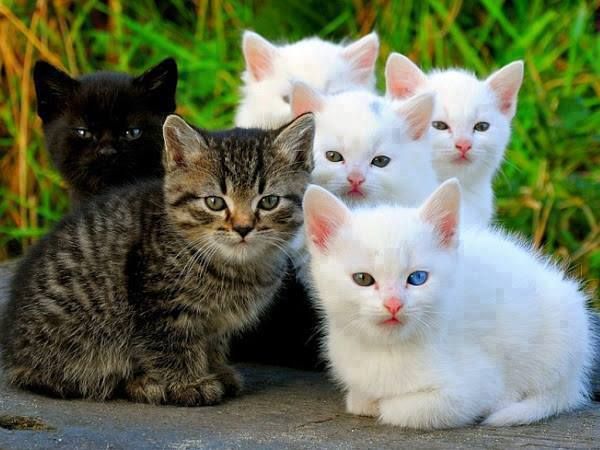 'പൂച്ചനയം' ജപ്പാനില്‍