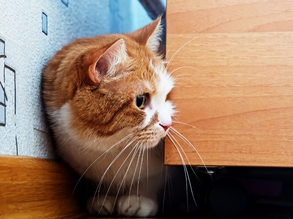  പൂച്ചപ്രേമികളുടെ ടോക്കിയോ