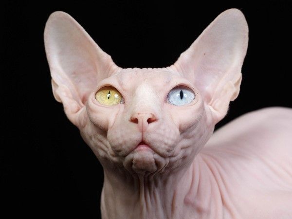 പൂച്ചയുമല്ല,നായയുമല്ല