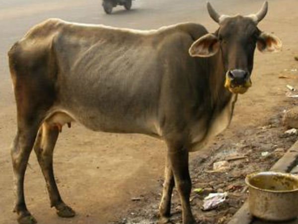  വിപണി വിലയ്ക്ക് കർഷകരിൽ നിന്ന് വാങ്ങും