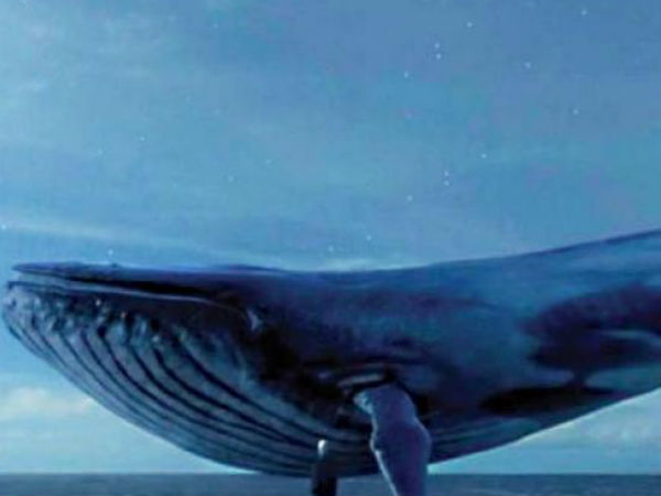 ബ്ലൂ വെയിലിന്റെ ജനനം